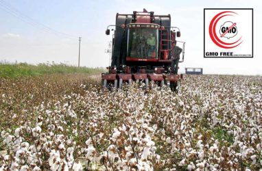 Two Good News for Turkish Cotton