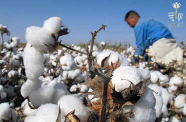 Cotton turkey on sale