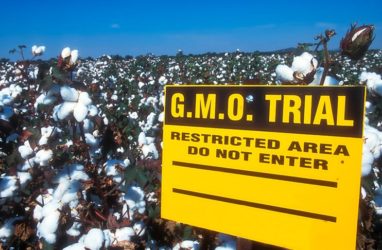 OEKO-TEX® Launches GMO Test for Organic Cotton
