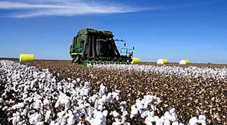 What is the Situation on Turkish Cotton Production and Consumption?