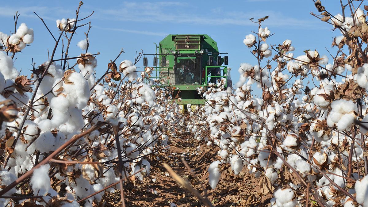 Cotton contamination level up and stickiness level down