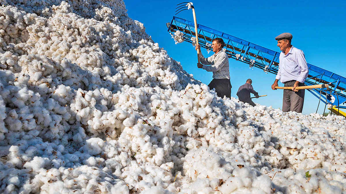 Uzbekistan liberalizes the cotton market, sets new targets