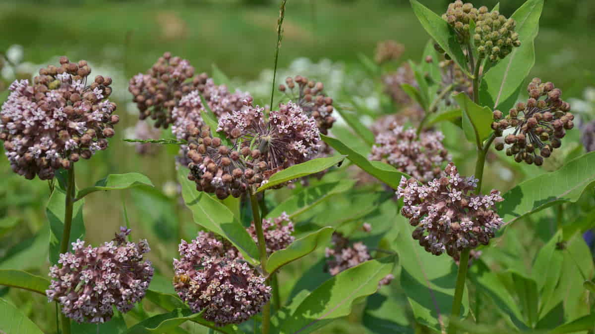 New alternative in textile insulation material; milkweed - Textilegence