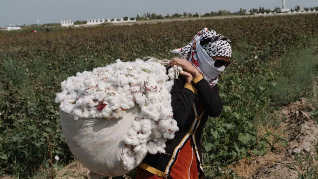 Uzbek cotton ‘free’ of forced labour and child labour Textilegence