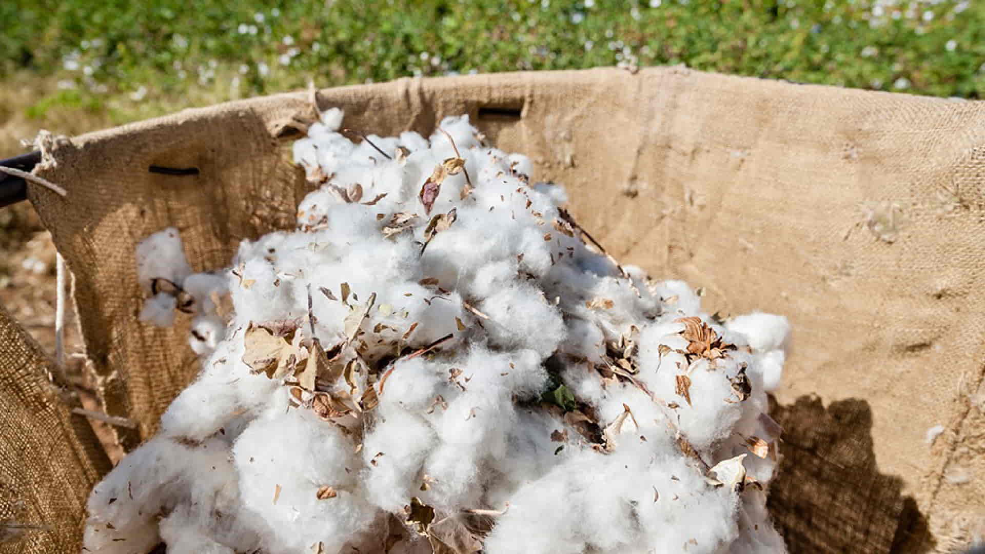 Organic Cotton Accelerator takes action for Farm Programme in Türkiye
