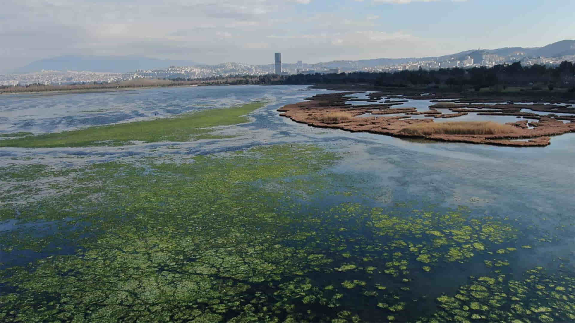 Eco-friendly alternative for plastic packaging: ‘sea lettuce’