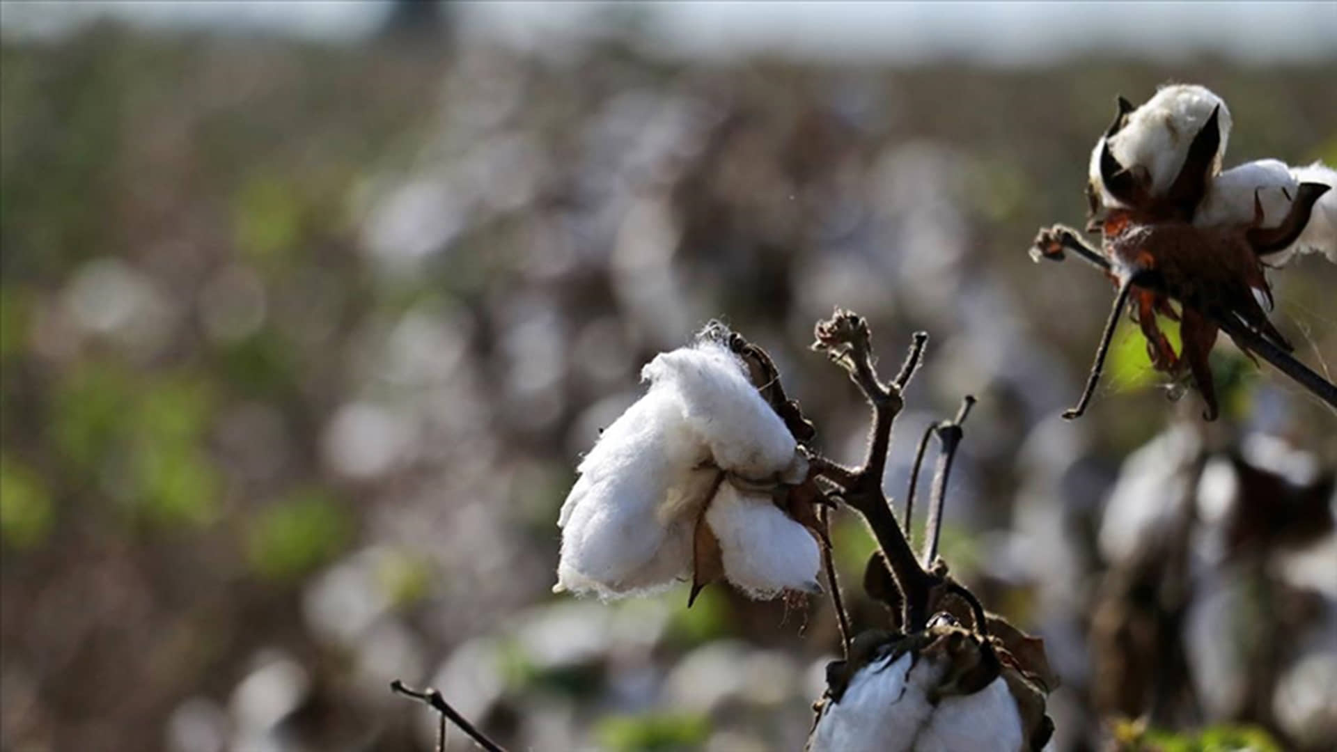 Yerli pamuk üretimi düşüşte, ham maddede dışa bağımlılık artabilir  Görsel Kaynak: AA
