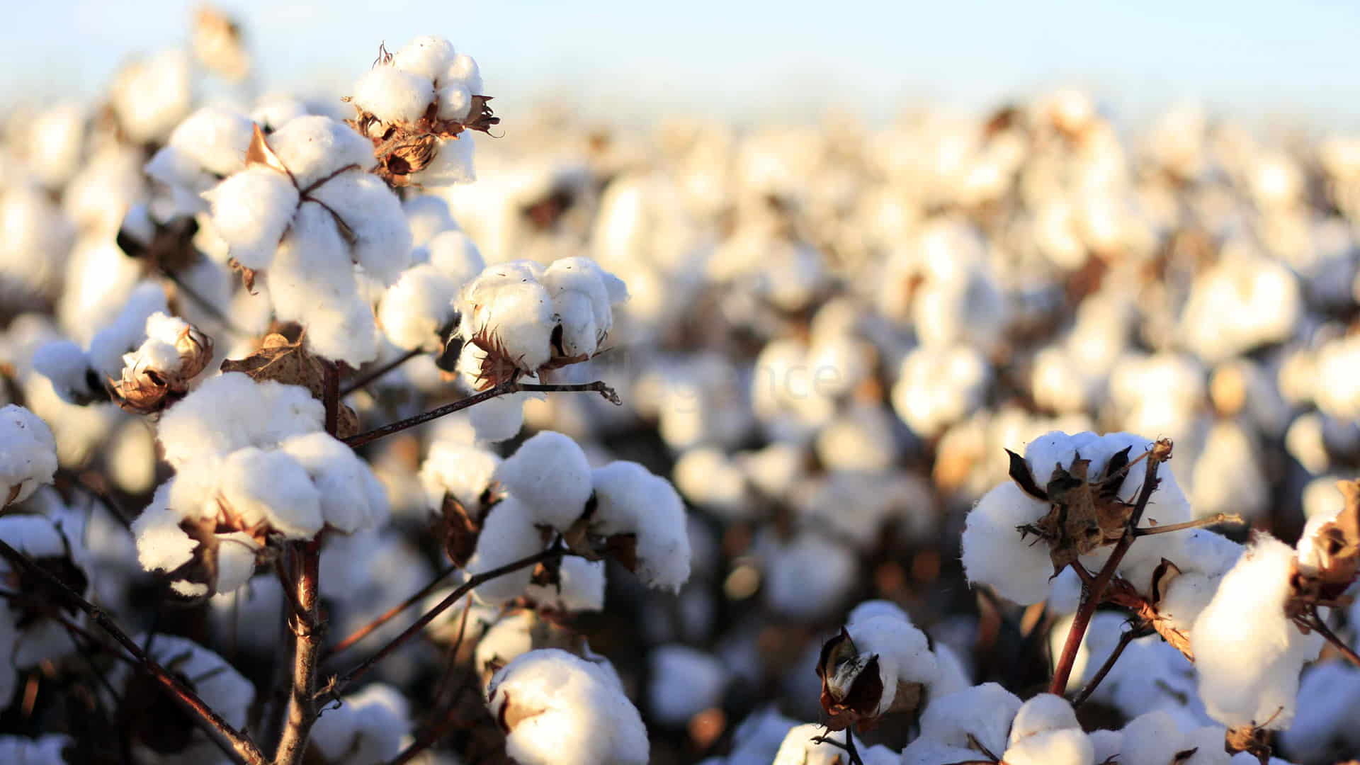 The first day will be devoted to fibers, with the production and processing of raw cotton at the core of the discussion Image Source: UZTS
