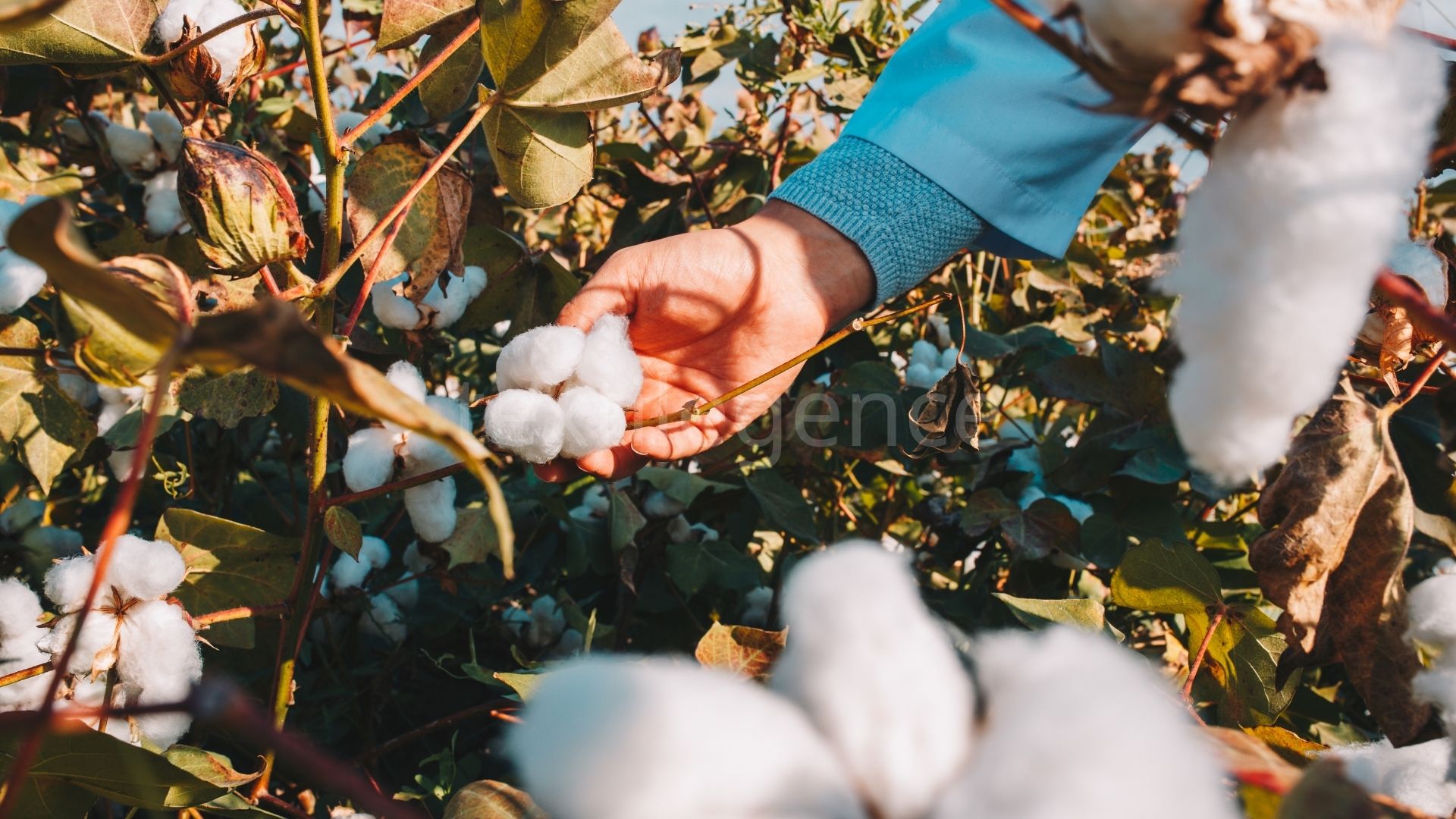 Better Cotton Conference will host its guests in Izmir this year, emphasizing the importance of farmers in sustainable cotton production Image Source: Freepik