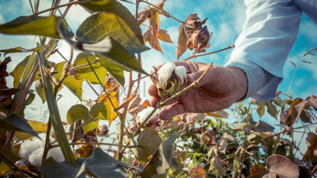 Türkiye’nin ilk Organik Pamuk Eğitim Müfredatı, yeni bir kaynak olarak, çiftçilere ve saha ekiplerine pratik, yerel koşullara göre uyarlanmış rehberlik sunuyor Görsel Kaynak: Freepik