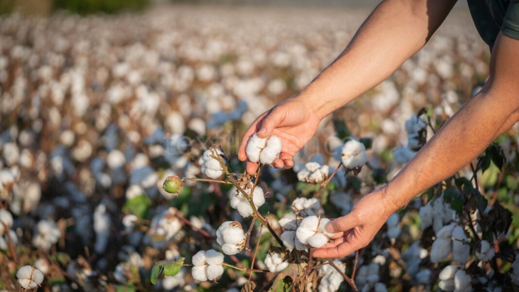 The Better Cotton Initiative’s first year as a certification scheme sees the certification scale rapidly across agricultural and textile supply chains. Image Source: Canva