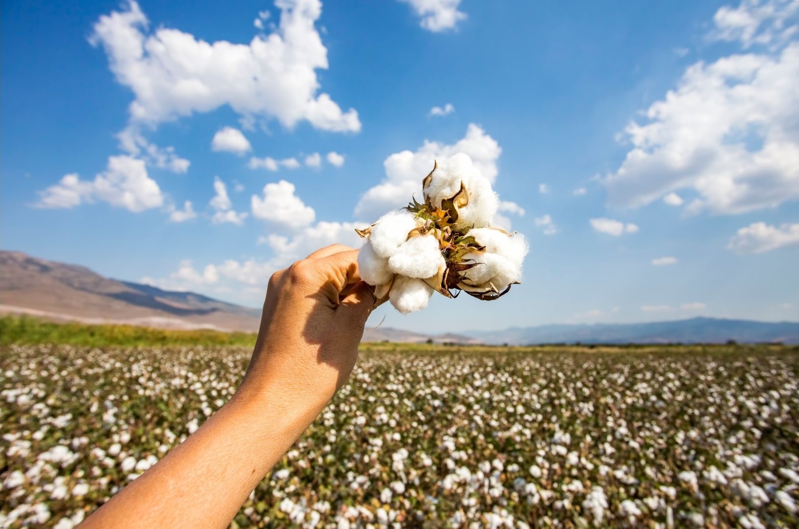 According to the United Nations Environment Programme (UNEP), cotton cultivation—accounting for 2.5% of the world’s arable land—consumes approximately 200,000 tons of pesticides and 8 million tons of fertilizers annually Image Source: Canva