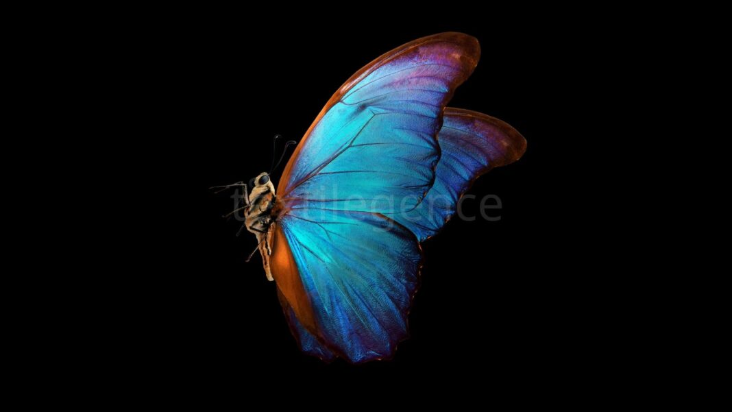 Tekstil ve ambalajlar başta olmak üzere nihai ürünlerdeki çekici ve parlak renklerin çoğu petrol bazlı boyalardan elde edilirken, Sparxell kelebeklerden ilham alan bitki bazlı bir alternatif sunuyor Görsel Kaynak: Sparxell