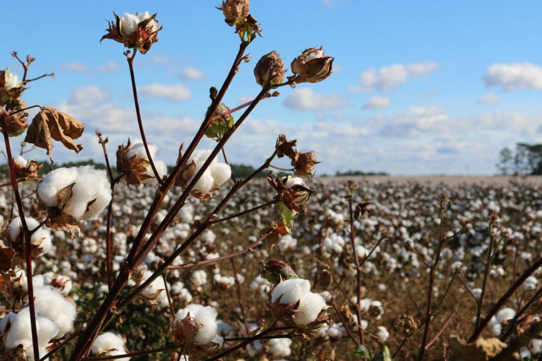 The Carbon Credits Initiative launched by ICAC aims to deliver new income streams to cotton farmers Image Source: Unsplash